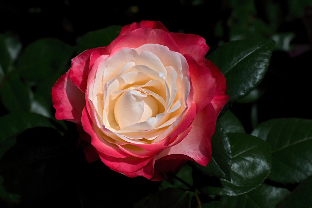 rozen roos rosa hdr natuur bloem bloemen cultivars cultivar rosaceae tuin rozentuin valentijn liefde